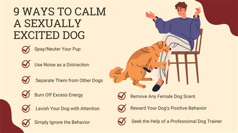 How To Calm A Sexually Excited Male Dog – [Vet Explains Pets]